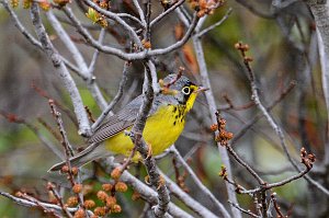 Warbler, Canada, 2014-05225756 Parker River NWR, MA